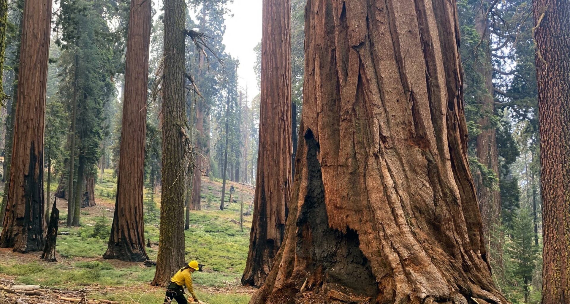 Forest Service plans to carry out major reorganization with or without approval from Congress