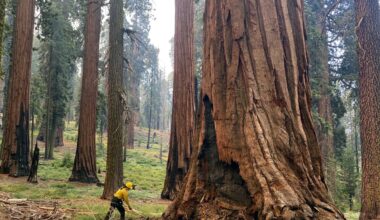 Forest Service plans to carry out major reorganization with or without approval from Congress