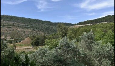 The Blogs: Tzvika from Shlomi: A tale of pizza and perseverance | Ruth Lieberman