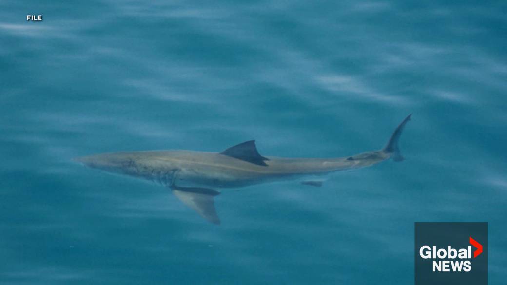 Click to play video: 'U.S. woman killed in shark attack while paddleboarding in Bahamas'