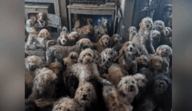 U.K. animal charity forced to clarify image of 250 abandoned dogs isn’t AI - National