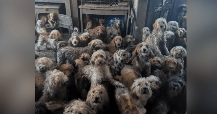 U.K. animal charity forced to clarify image of 250 abandoned dogs isn’t AI - National
