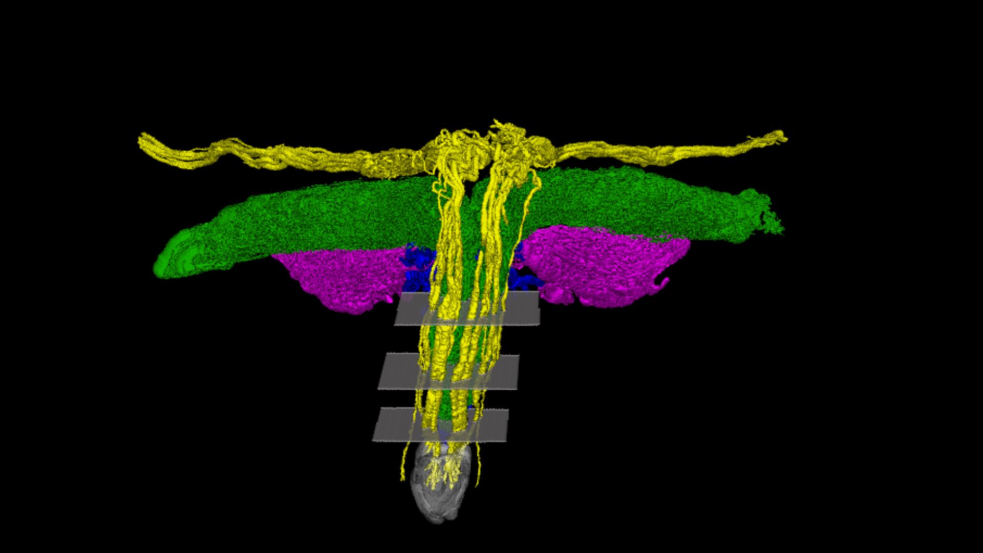 A 3D modeled map of a T-shaped organ with yellow, purple and green separating out key nerve tracts.