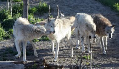 Chernobyl’s Wolf Population Is Now 7 Times Higher Than Before the Disaster