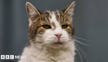 A headshot of Larry the cat, a 19-year-old rescue cat who has a white chest and nose, and brown tabby stripes across his eyes and forehead