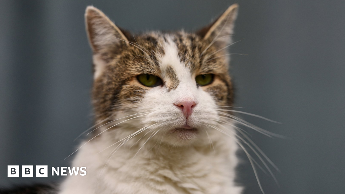 A headshot of Larry the cat, a 19-year-old rescue cat who has a white chest and nose, and brown tabby stripes across his eyes and forehead