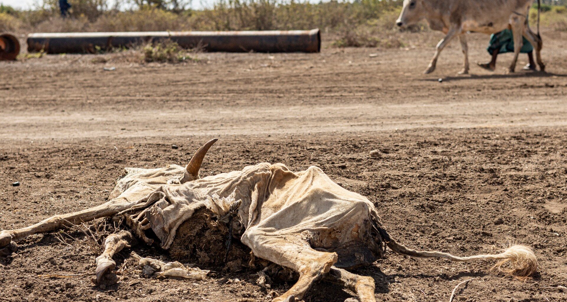 More than 6 million Somalis face hunger amid climate shocks and conflict | Climate Crisis News