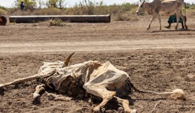 More than 6 million Somalis face hunger amid climate shocks and conflict | Climate Crisis News