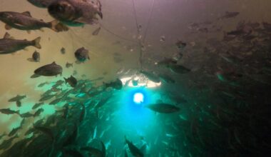 Salmon exposed to cocaine swim almost twice as far as those without, study shows