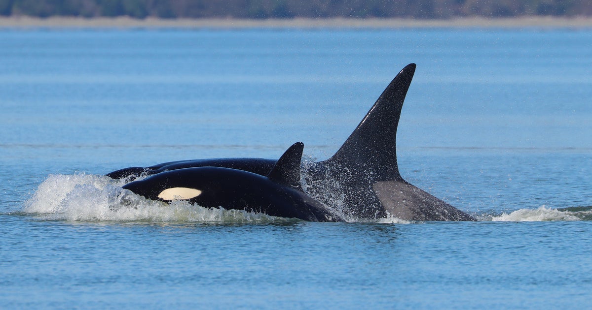 Seattle-New Whales