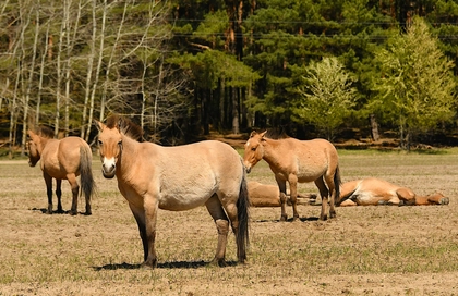 Chornobyl Wildlife, Nature is Mostly Thriving 40 Years Post-Accident