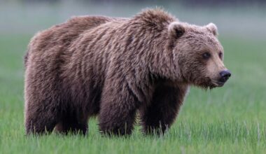 2 soldiers attacked by bear during training at Army base in Alaska