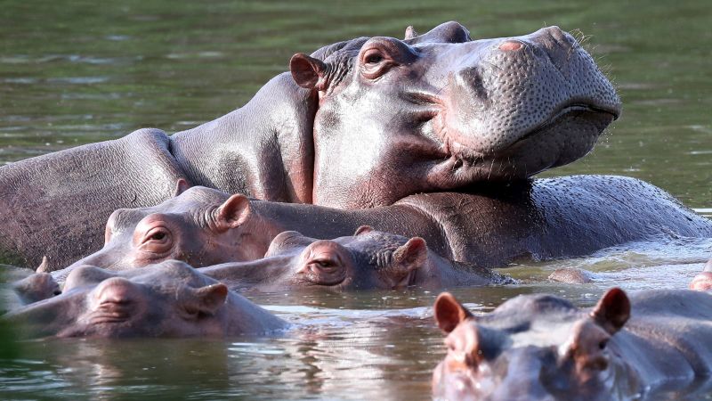 Colombia approves plan to cull hippos linked to Pablo Escobar