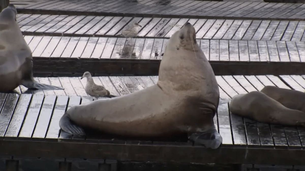 Chonkers the 2,000-pound sea lion draws crowds at San Francisco pier