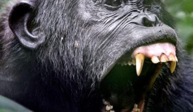Chimpanzees Are Murdering Their Former Friends, and Researchers Can’t Wrap Their Heads Around It