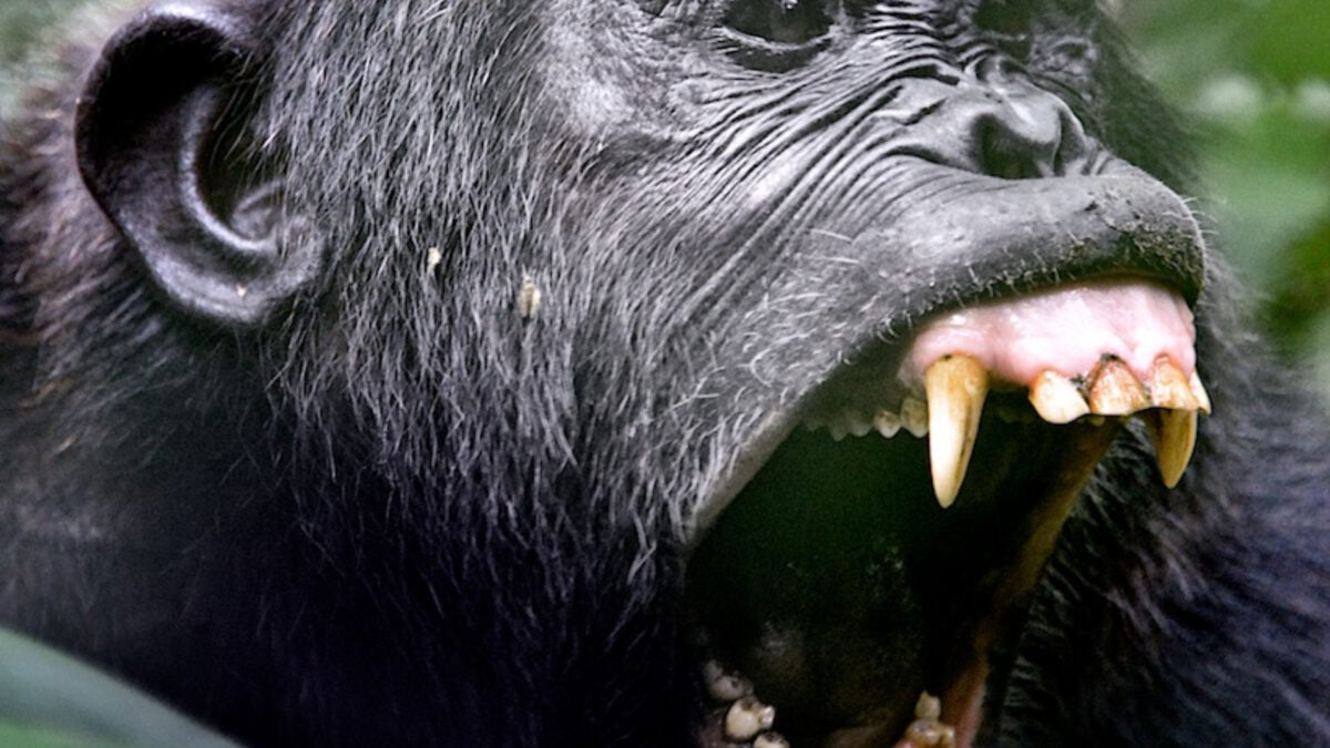 Chimpanzees Are Murdering Their Former Friends, and Researchers Can’t Wrap Their Heads Around It