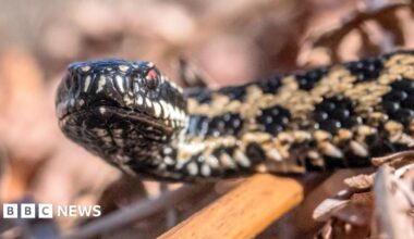 A black adder with red eyes sits curled up in some brown leaves.