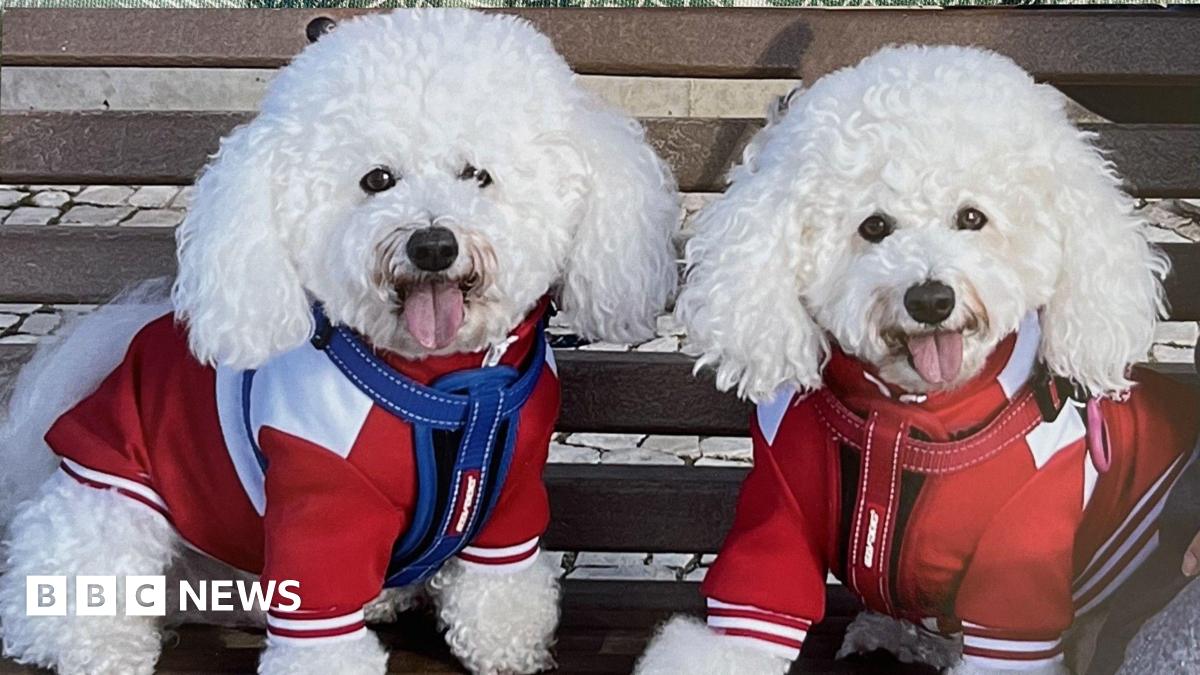 Two Bichon Frisé dogs wearing red coats and looking at the camera with their tongues hanging out