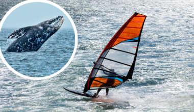 Windsurfer Collides With Gray Whale, Gets Launched Into San Francisco Bay