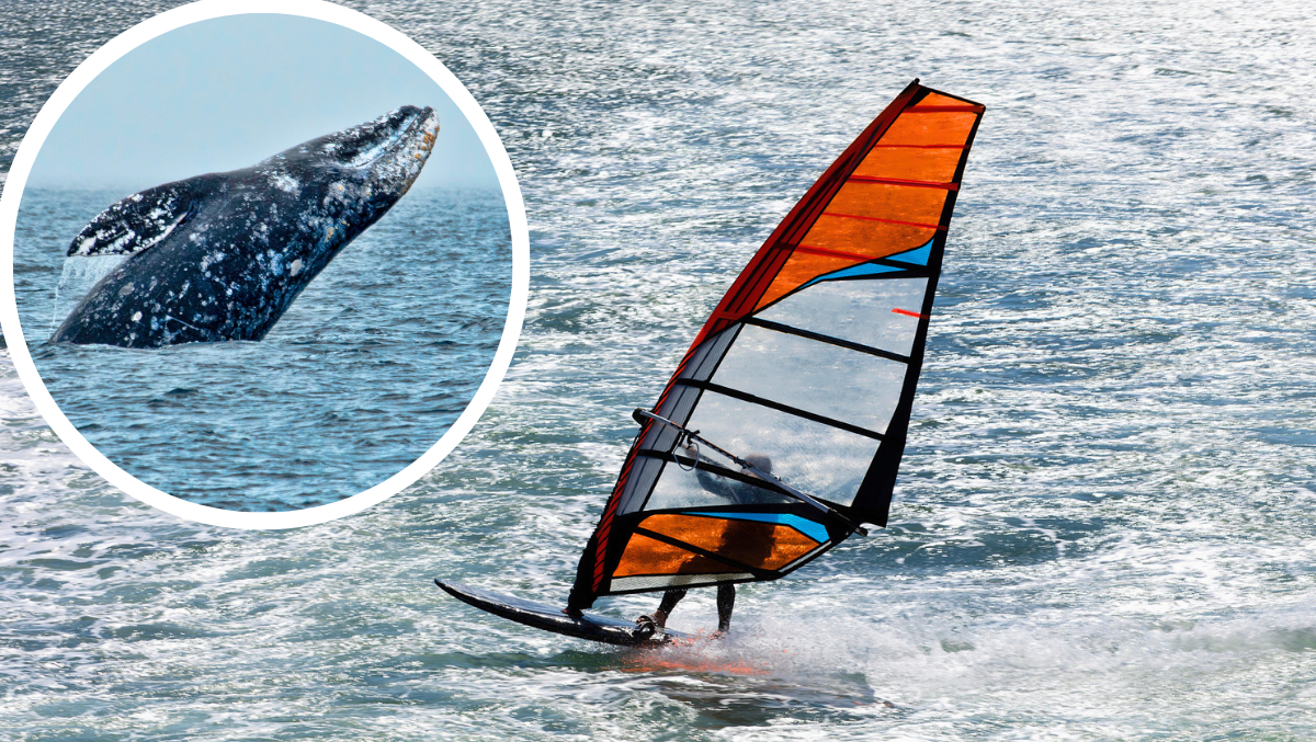 Windsurfer Collides With Gray Whale, Gets Launched Into San Francisco Bay