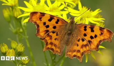 Orange tip butterfly. Its wings are white with black and yellow speckles and a large orange coloured area near the wing tip.