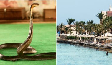 German tourist dies after cobra bites him during Egypt snake show