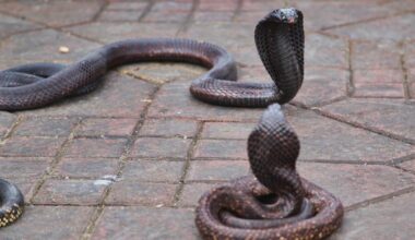 Tourist dies after being bitten at snake-charming show while on family vacation in Egypt