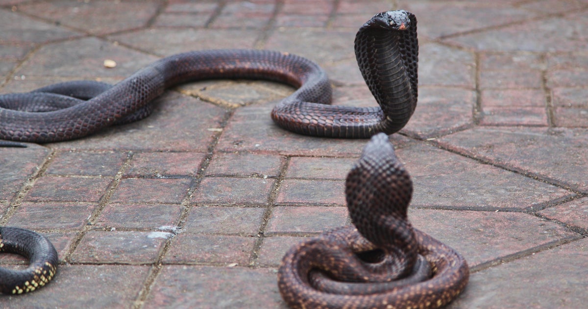 Tourist dies after being bitten at snake-charming show while on family vacation in Egypt
