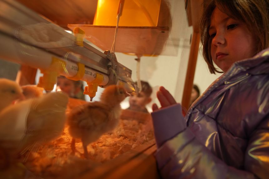 Young guests get an up close view of baby chicks on the South Lawn of the White House on Monday.