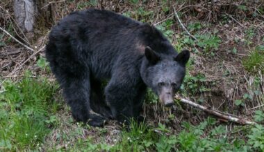 Bears chase, bite visitors at Great Smoky Mountains National Park, prompting closures