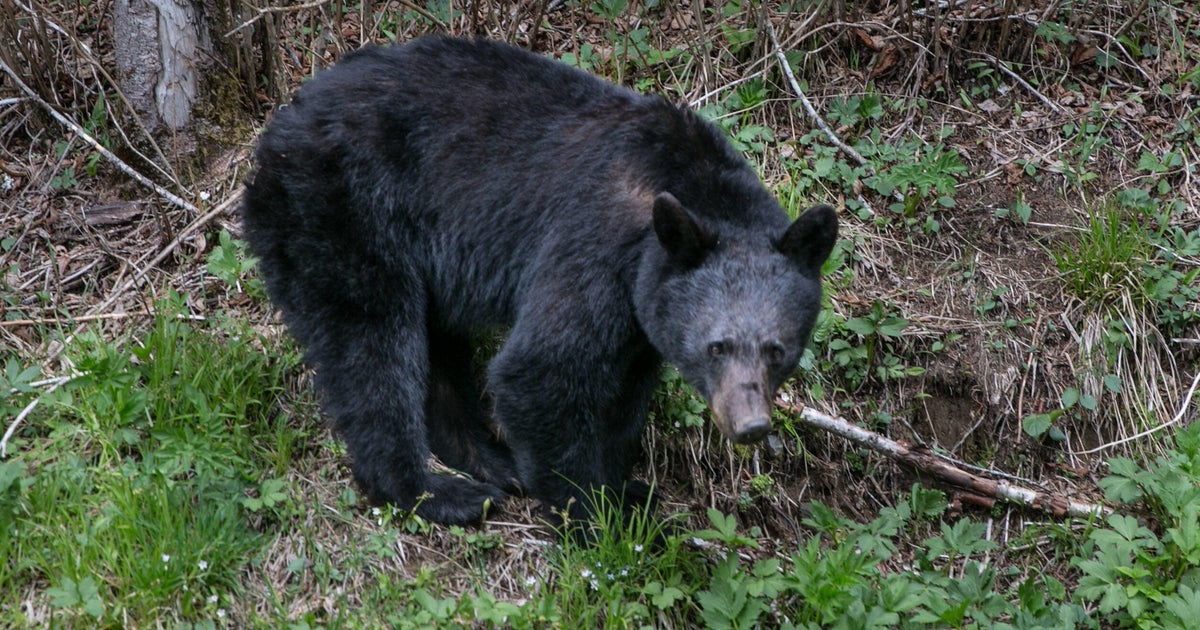 Bears chase, bite visitors at Great Smoky Mountains National Park, prompting closures