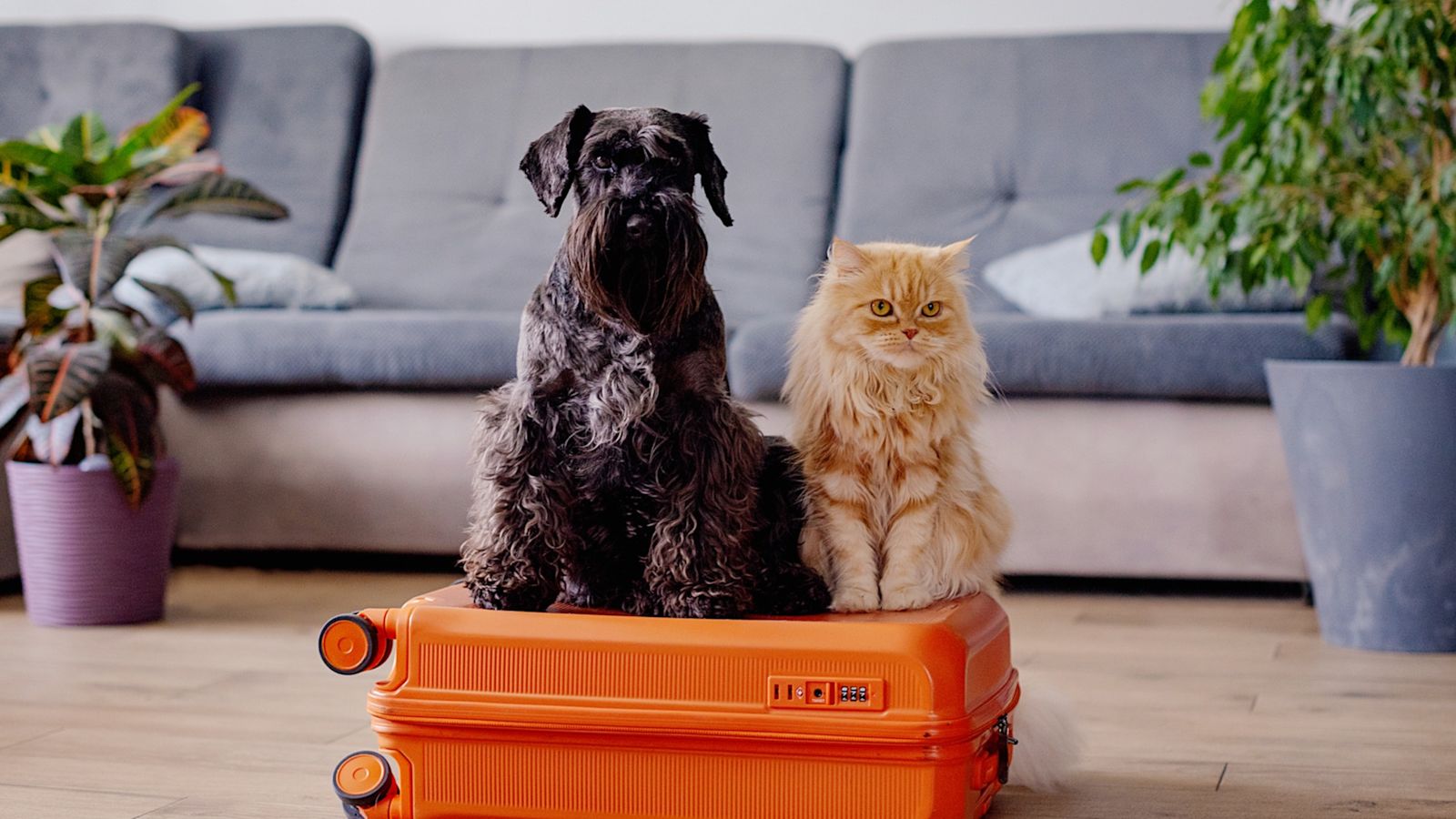 No more pet passports: What are the new EU rules for travelling with animals?