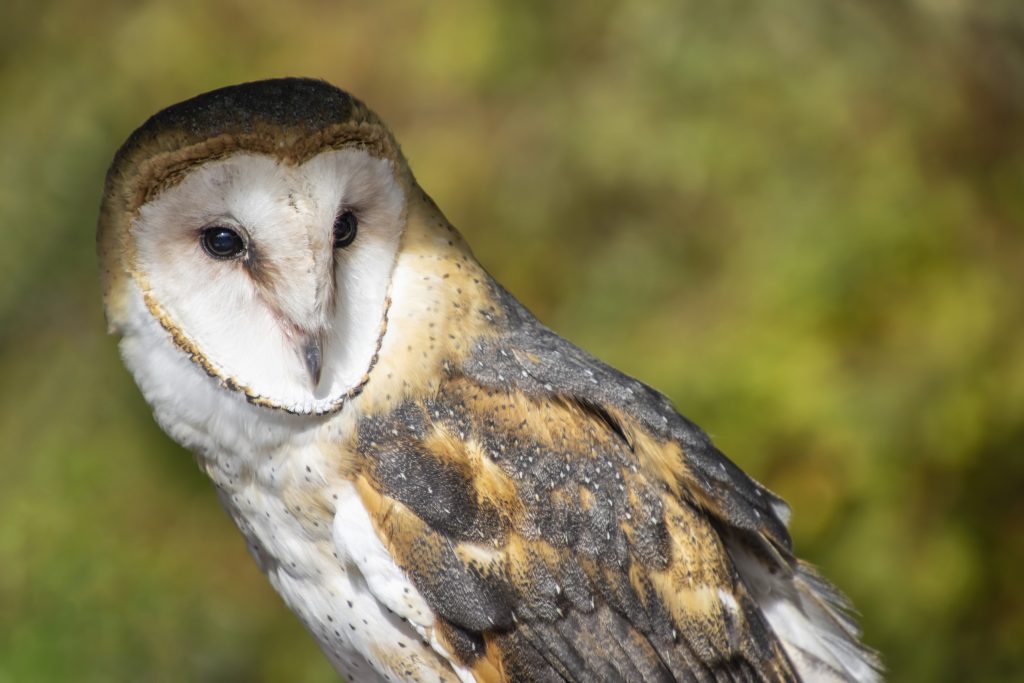 A closeup image of a barn owl, with a blurry green background.