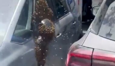 Thousands of bees swarm southern Israel | Climate