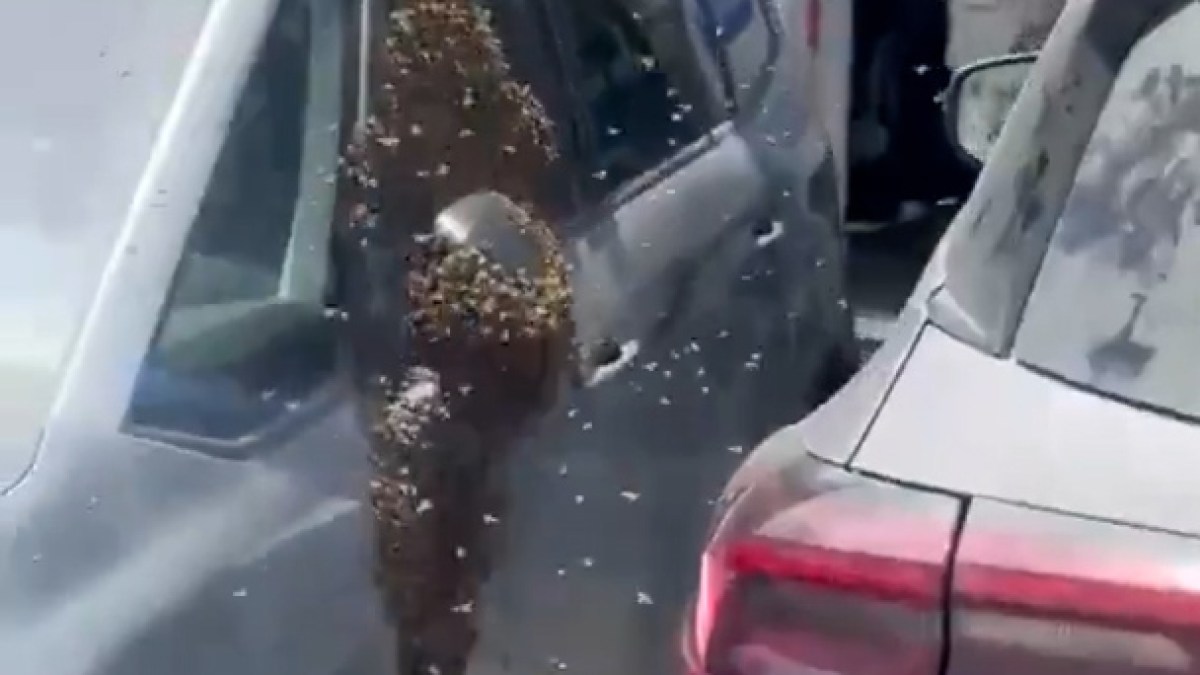 Thousands of bees swarm southern Israel | Climate