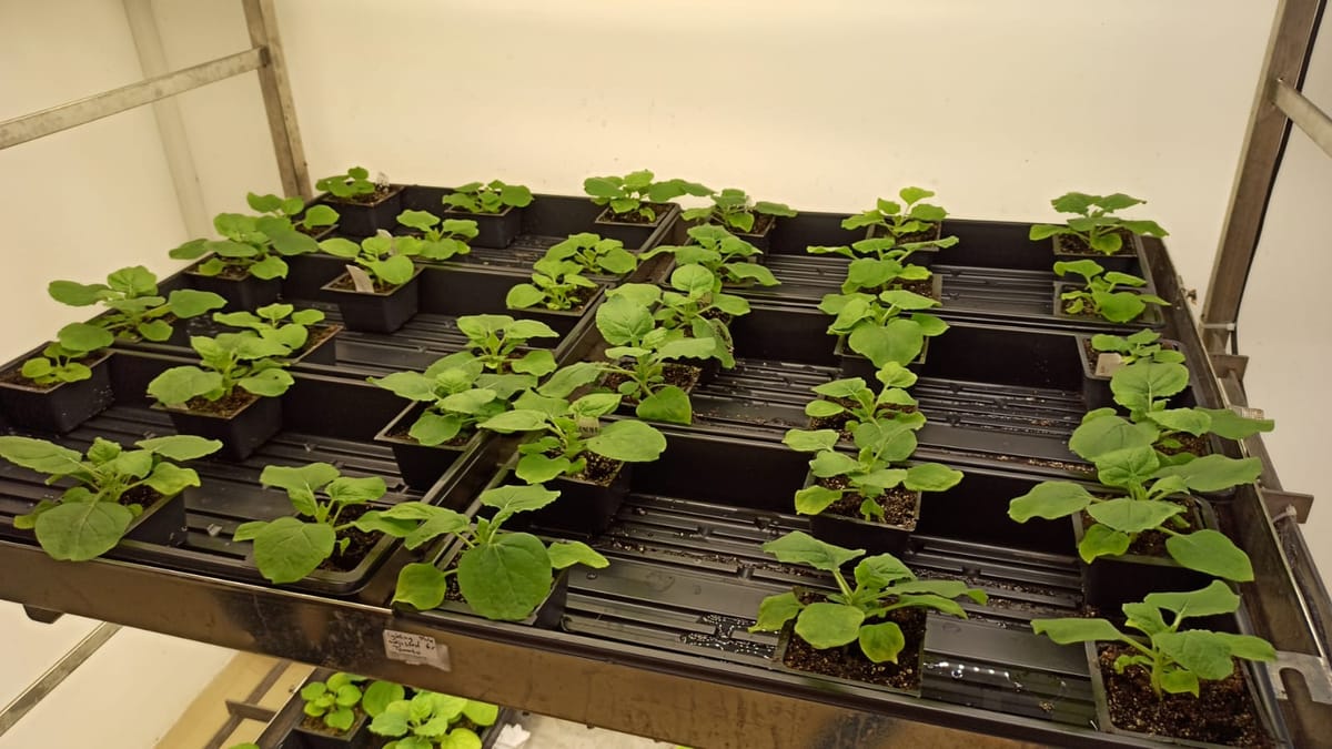 Scientists Create Plant That Produces Ayahuasca, Shrooms, and Toad Psychedelics All At Once