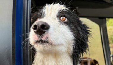 Lost dog reunited with owner, rescued by helicopter after week in New Zealand forest - National