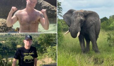 Safari-park owner who said he'd rather be killed by an elephant than shoot one is fatally trampled... by an elephant