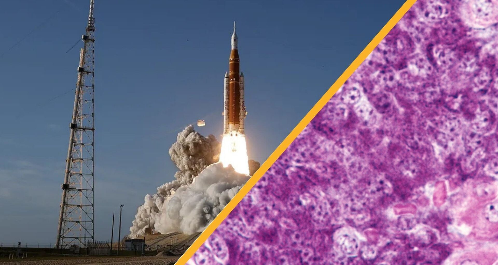 Two images with a diagonal golden line between them. The left shows the Artemis II rocket blasting off from the launch pad and the right shows a close up of a purple and pink pancreas tissue sample