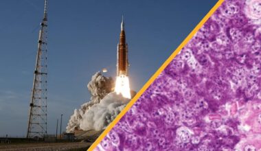 Two images with a diagonal golden line between them. The left shows the Artemis II rocket blasting off from the launch pad and the right shows a close up of a purple and pink pancreas tissue sample