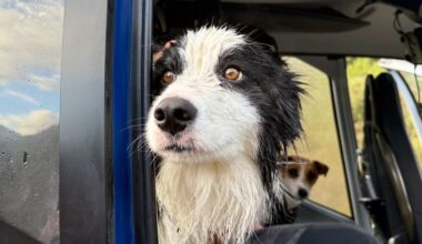 Lost dog reunited with owner week after she fell down a waterfall