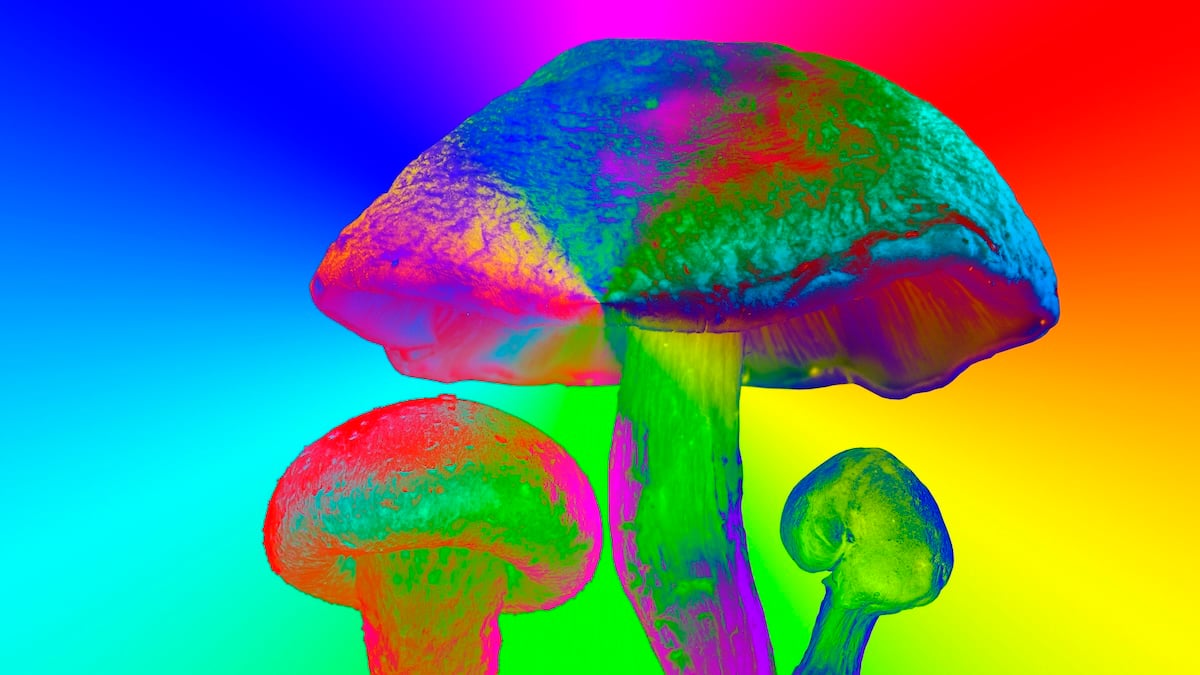 Scientists Engineered a Plant to Produce 5 Different Psychedelics at Once : ScienceAlert
