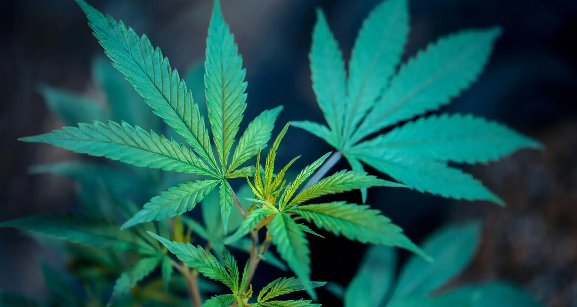 Virginia Lawmakers Reject Governor's Amendments To Marijuana Sales Legalization Bill