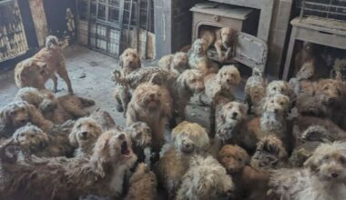 'Not generated by AI' RSPCA forced to confirm shocking photo of 250 dogs is real