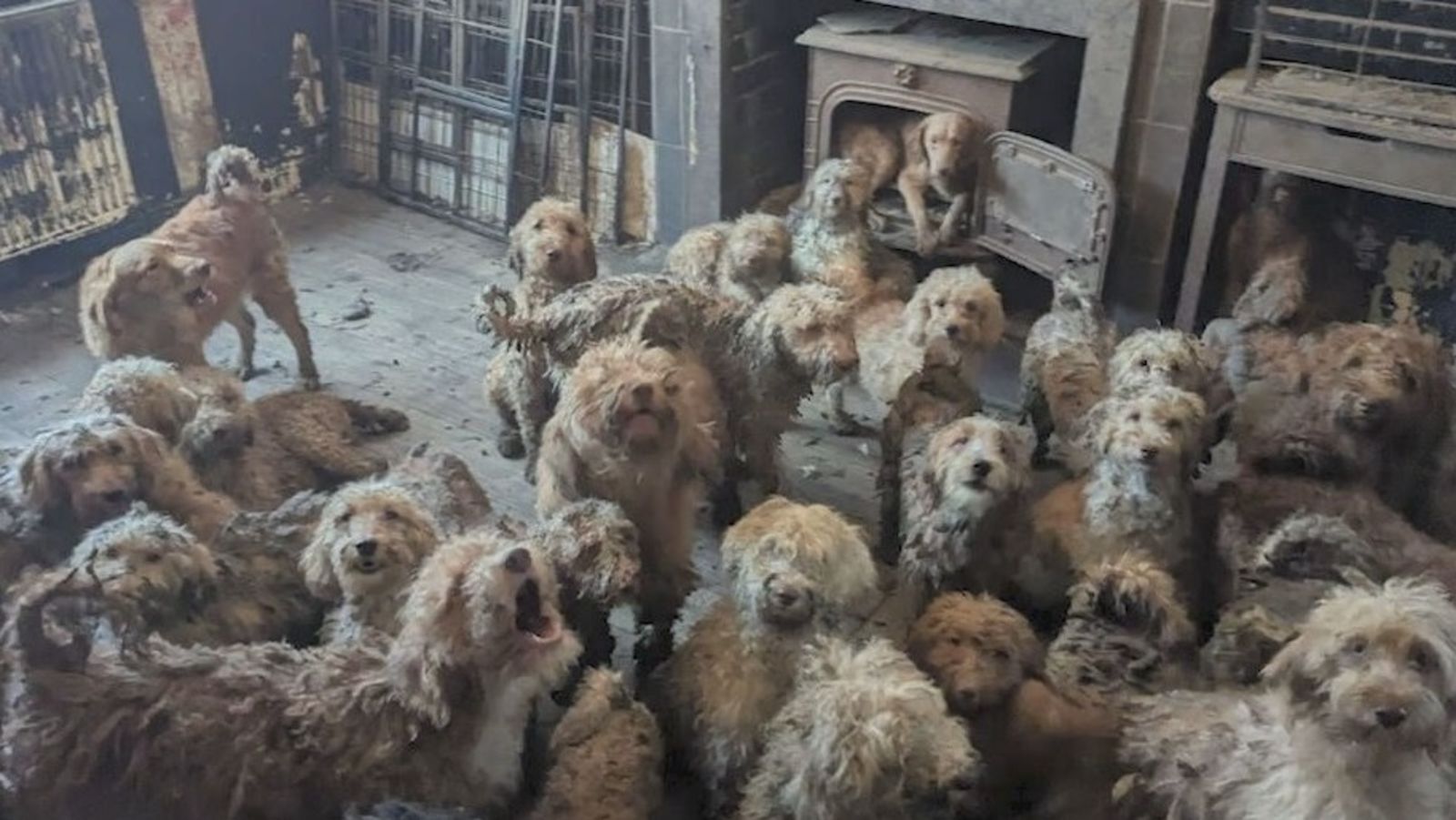 'Not generated by AI' RSPCA forced to confirm shocking photo of 250 dogs is real