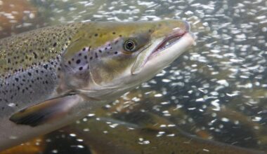 Scientists Gave Cocaine to Salmon and You Will Absolutely Believe What Happened Next