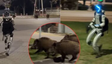 Meet Edward: The robot chasing boars and breaking the internet - TVP World