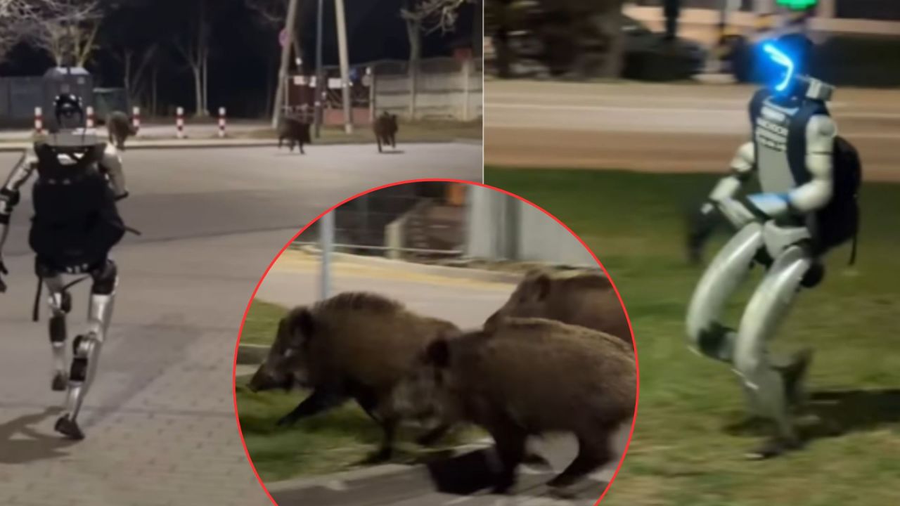 Meet Edward: The robot chasing boars and breaking the internet - TVP World