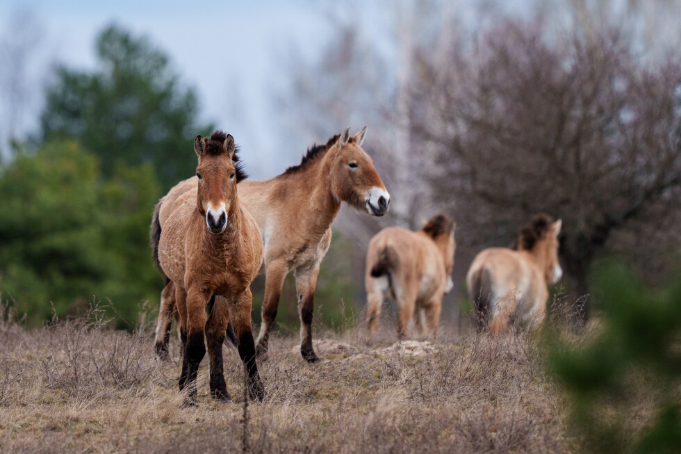 The rewilding of Chernobyl shows nature’s resilience