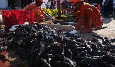 Indonesia removing tons of 'janitor fish' from capital